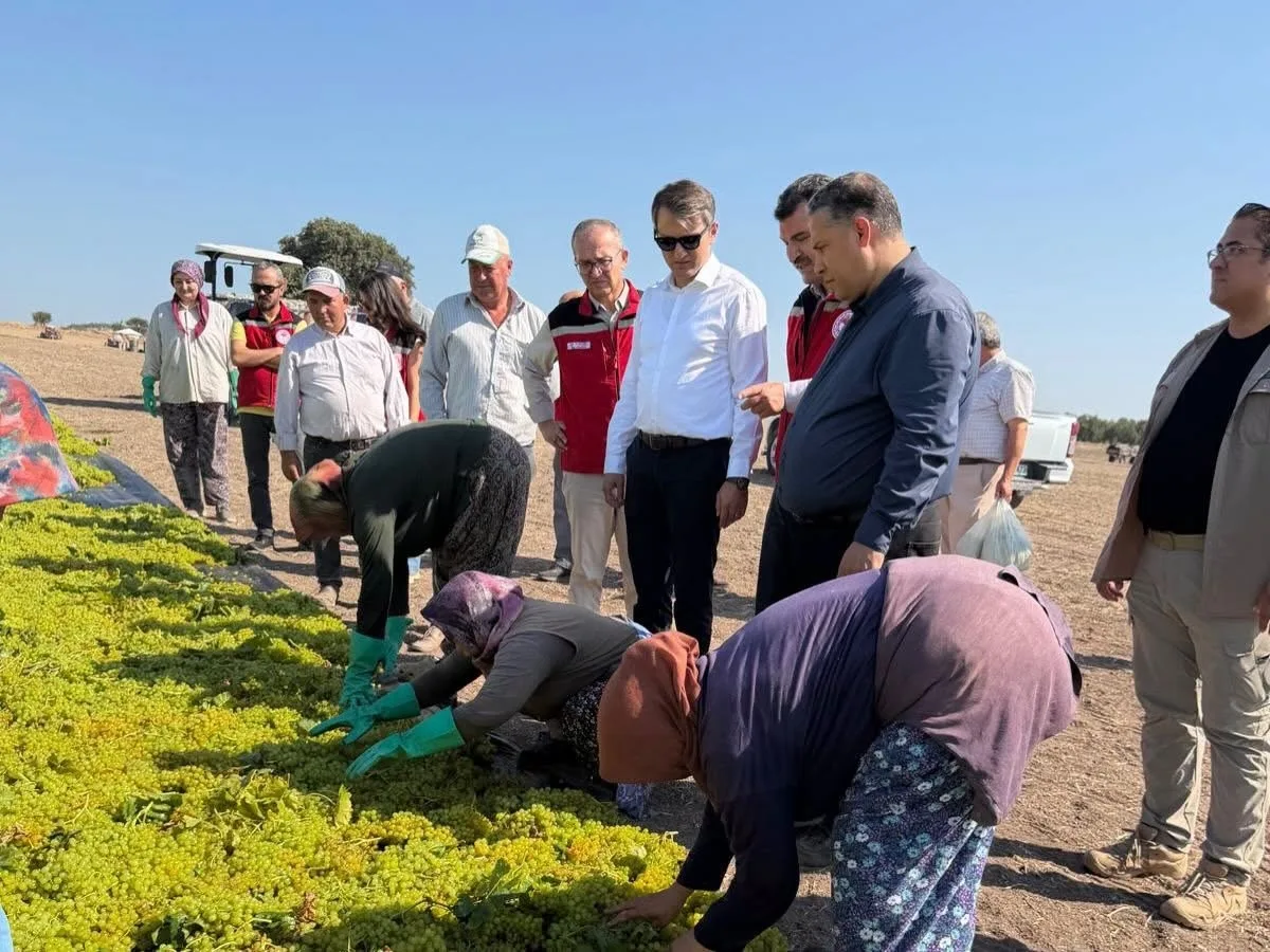 MANİSA’NIN ÖNEMLİ ÜZÜM ÜRETİM MERKEZLERİNDEN SARUHANLI’DA ÜZÜM HASADI VE KURUTMA SEZONU DEVAM EDİYOR. MANİSA TARIM VE ORMAN İL MÜDÜRÜ MEHMET KARAYILAN İLE SARUHANLI KAYMAKAMI FATİH ÖZCAN, ÜRETİCİLERLE BİRLİKTE BAĞLARDA ÜZÜM HASADI YAPARAK KURUTMA SERGİLERİNDE İNCELEMELERDE BULUNDU.
