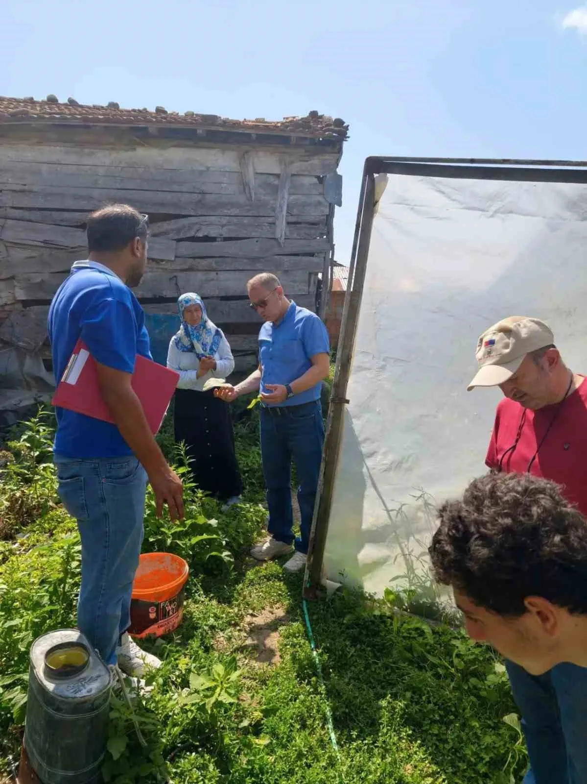 TARIM VE ORMAN BAKANLIĞI BİTKİSEL ÜRETİM GENEL MÜDÜRLÜĞÜ TARAFINDAN YÜRÜTÜLEN TARIM ARAZİLERİNİN ETKİNLEŞTİRİLMESİ PROJESİ (TAKEP) VE SİNOP VALİLİĞİ DESTEĞİYLE HAYATA GEÇİRİLEN "SEBZE ÜRETİMİNİ GELİŞTİRME PROJESİ" KAPSAMINDA DAĞITILAN FİDELERDE HASAT DÖNEMİ BAŞLADI.