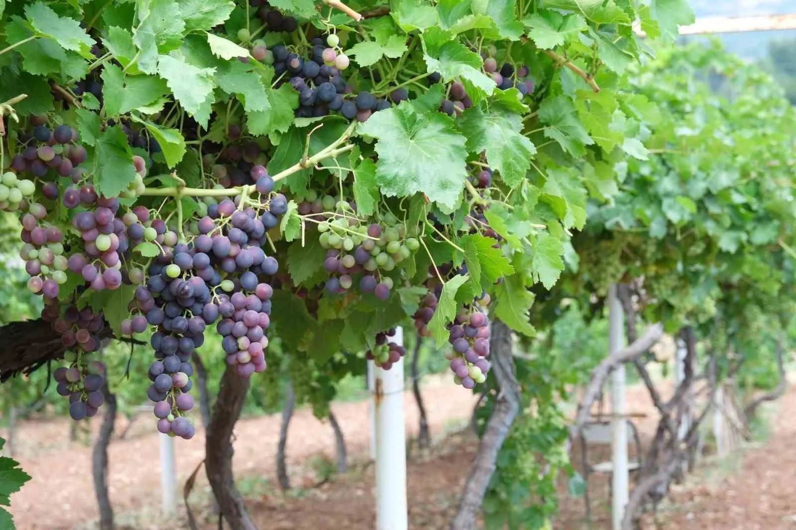 TOKAT GAZİOSMANPAŞA ÜNİVERSİTESİ (TOGÜ) TARIMSAL UYGULAMA VE ARAŞTIRMA MERKEZİ BÜNYESİNDEKİ ÜZÜM BAĞLARINDA SEZONUN İLK HASADI GERÇEKLEŞTİRİLDİ.