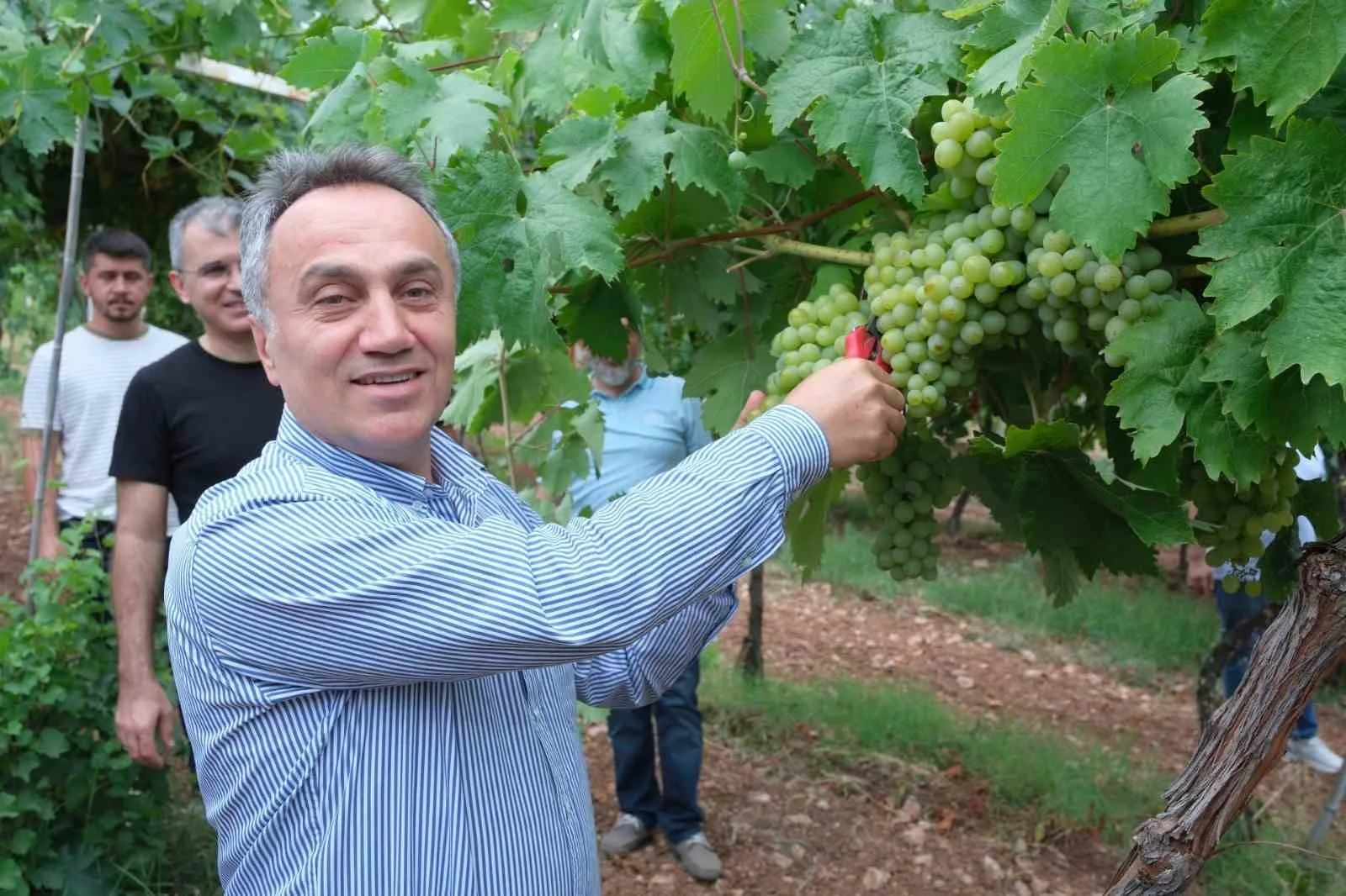 TOKAT GAZİOSMANPAŞA ÜNİVERSİTESİ (TOGÜ) TARIMSAL UYGULAMA VE ARAŞTIRMA MERKEZİ BÜNYESİNDEKİ ÜZÜM BAĞLARINDA SEZONUN İLK HASADI GERÇEKLEŞTİRİLDİ.