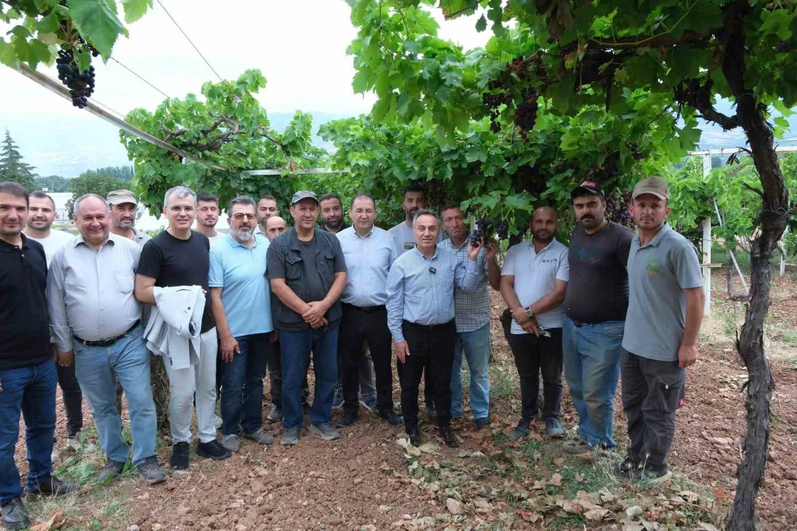 TOKAT GAZİOSMANPAŞA ÜNİVERSİTESİ (TOGÜ) TARIMSAL UYGULAMA VE ARAŞTIRMA MERKEZİ BÜNYESİNDEKİ ÜZÜM BAĞLARINDA SEZONUN İLK HASADI GERÇEKLEŞTİRİLDİ.