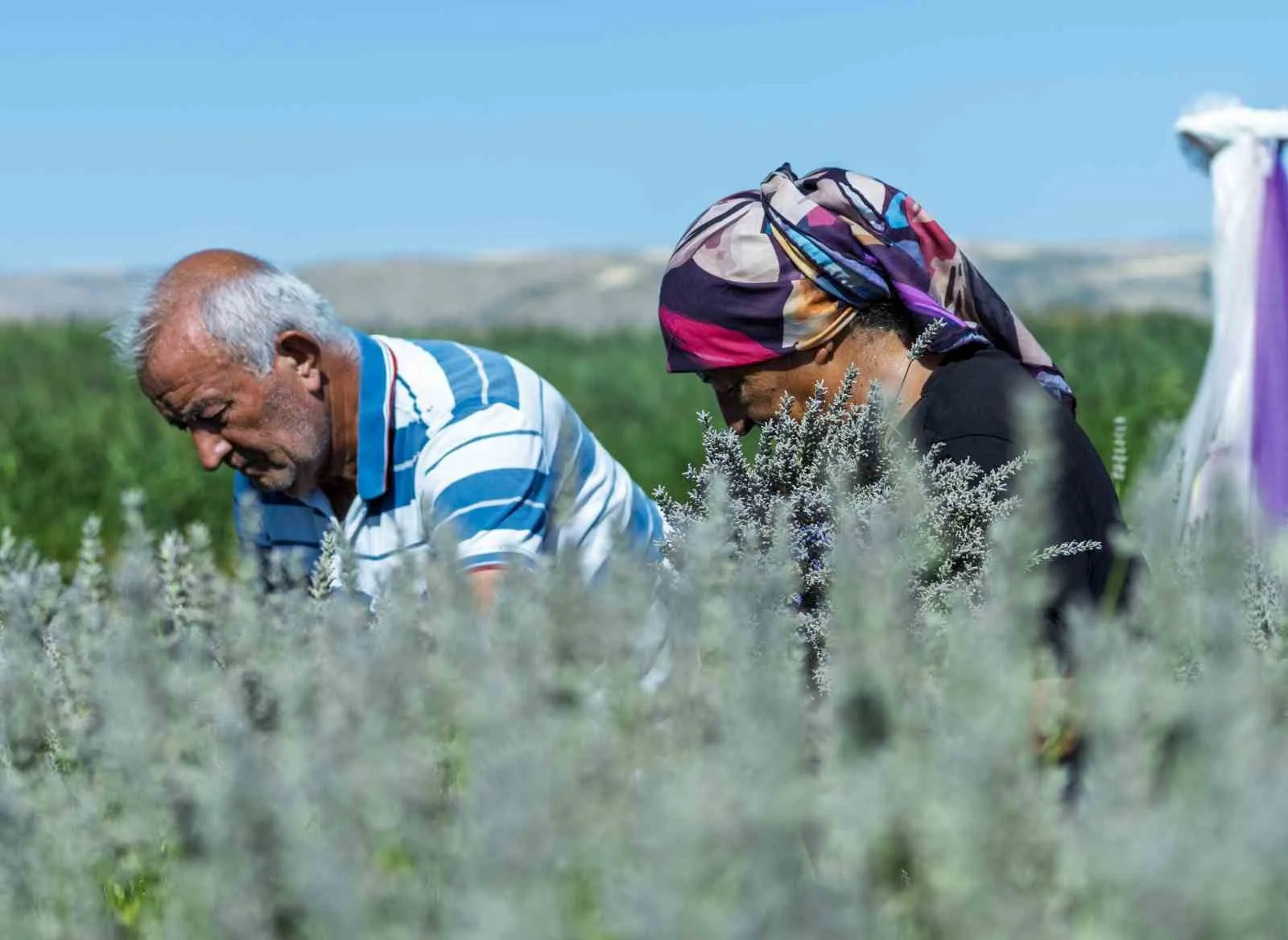 KIRIKKALE'NİN BAHŞILI İLÇESİNDE 7 YILDIR LAVANTA YETİŞTİREN MEHMET VE ZÜBEYDE BOZKURT ÇİFTİ, ÜRÜNLERİNE MÜŞTERİ BULAMADIKLARI İÇİN ÜRETİMİ BIRAKMA NOKTASINA GELDİ.