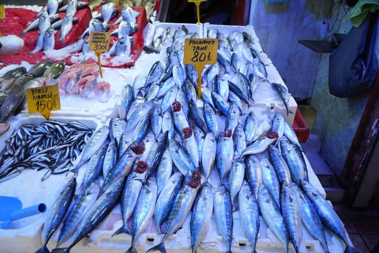 SAMSUN’DA BALIK TEZGAHLARI, GEÇEN YILLARIN AYNI DÖNEMİNE KIYASLA PALAMUTLARLA DOLUP TAŞIYOR.