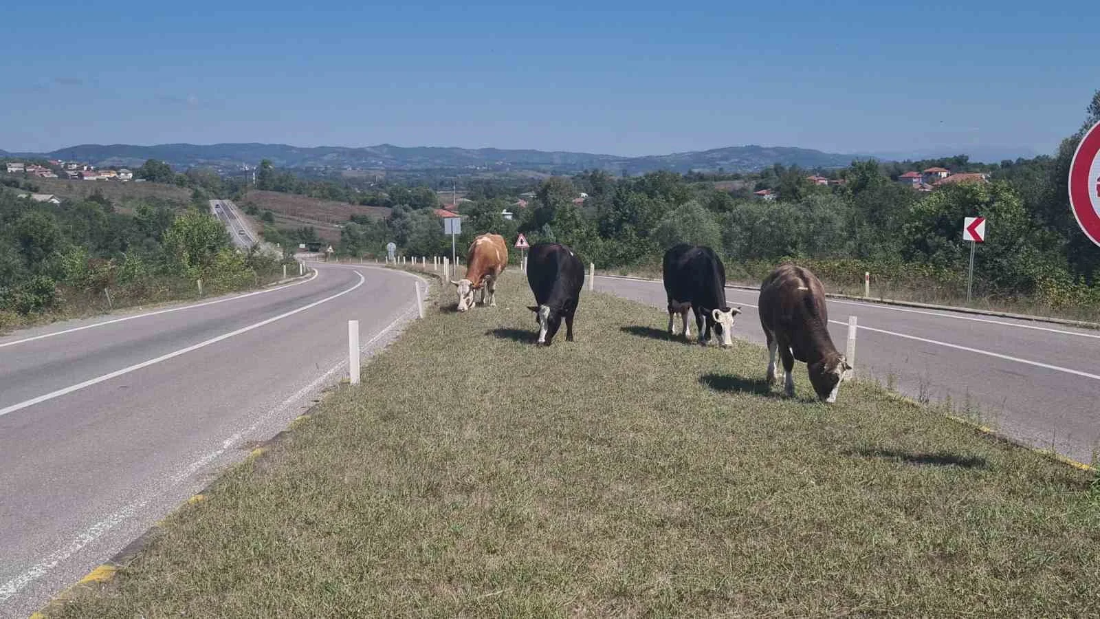 ÇAYCUMA İLÇESİ İLE PERŞEMBE BELDESİ ARASINDAKİ KARA YOLUNDA BAŞIBOŞ HAYVANLARIN YOLA ÇIKMASI SÜRÜCÜLER İÇİN TEHLİKE OLUŞTURUYOR