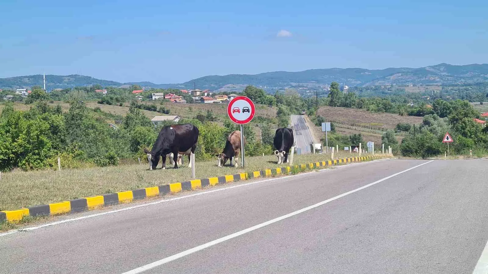 ÇAYCUMA İLÇESİ İLE PERŞEMBE BELDESİ ARASINDAKİ KARA YOLUNDA BAŞIBOŞ HAYVANLARIN YOLA ÇIKMASI SÜRÜCÜLER İÇİN TEHLİKE OLUŞTURUYOR