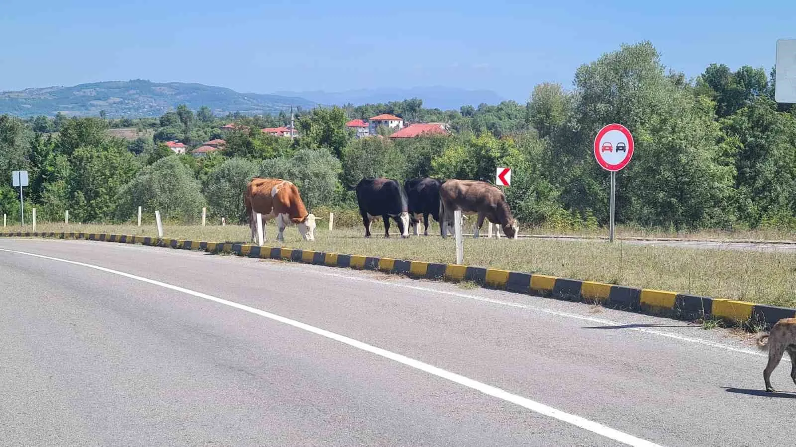 ÇAYCUMA İLÇESİ İLE PERŞEMBE BELDESİ ARASINDAKİ KARA YOLUNDA BAŞIBOŞ HAYVANLARIN YOLA ÇIKMASI SÜRÜCÜLER İÇİN TEHLİKE OLUŞTURUYOR