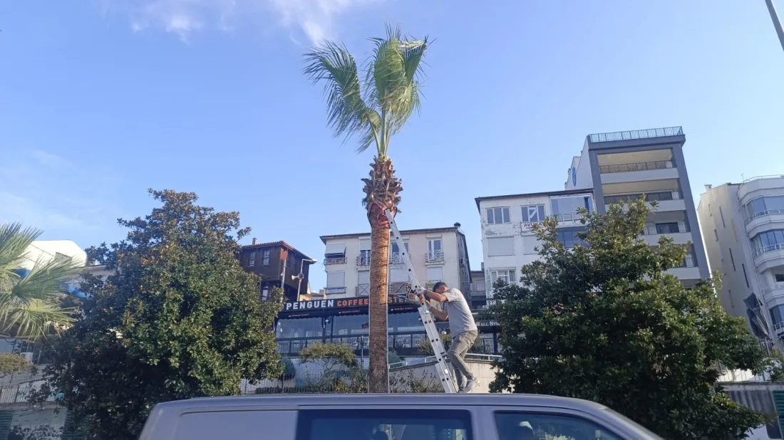 Kdz. Ereğli’nin Tropikal Dokusu Bakıma Alındı