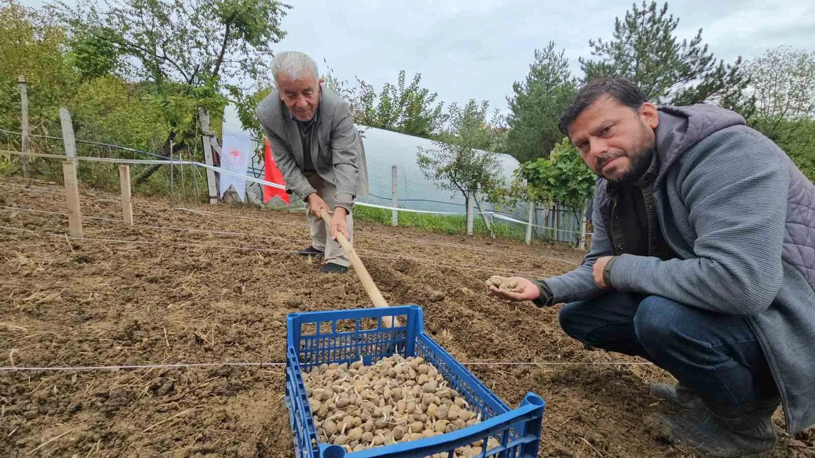 ZONGULDAK’TA ORKÖY DESTEĞİYLE SALEP YETİŞTİRİCİLİĞİNDEN 3 MİLYON LİRA GELİR BEKLENİYOR. ORMAN BÖLGE MÜDÜRÜ HALİL OFLU, TÜRKİYE’DE İLK KEZ SALEP ÜRETİMİNİN ORKÖY KAPSAMINA DAHİL EDİLDİĞİNİ AÇIKLADI.