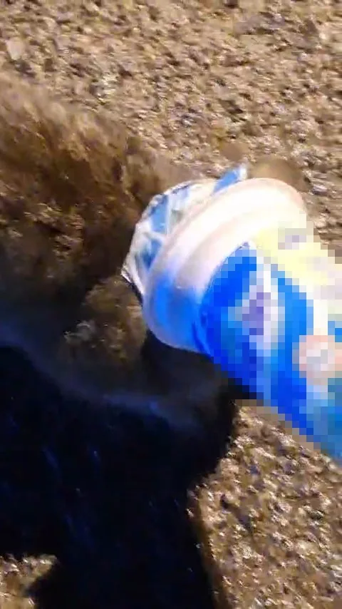 ZONGULDAK’IN KARADENİZ EREĞLİ İLÇESİNDE KAFASINA PLASTİK AYRAN KUTUSU SIKIŞAN KEDİ, YARDIM İSTEMEK İÇİN İTFAİYE MÜDÜRLÜĞÜNE GELDİ. İTFAİYE ERLERİ, KEDİNİN KAFASINDAKİ KABI ÇIKARARAK ONU KURTARDI.