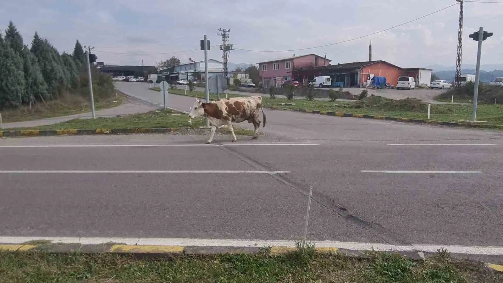 ÇAYCUMA İLÇESİ İLE PERŞEMBE BELDESİNİ BİRBİRİNE BAĞLAYAN KARA YOLUNDA BAŞIBOŞ HAYVANLAR SÜRÜCÜLER İÇİN TEHLİKE OLUŞTURMAYA DEVAM EDİYOR.
