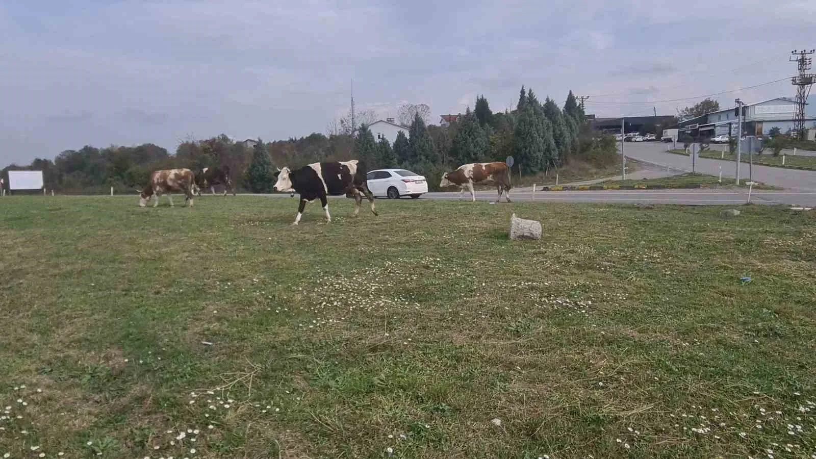 ÇAYCUMA İLÇESİ İLE PERŞEMBE BELDESİNİ BİRBİRİNE BAĞLAYAN KARA YOLUNDA BAŞIBOŞ HAYVANLAR SÜRÜCÜLER İÇİN TEHLİKE OLUŞTURMAYA DEVAM EDİYOR.