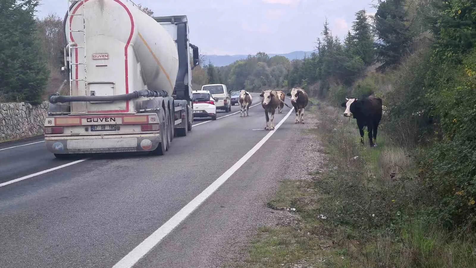 ÇAYCUMA İLÇESİ İLE PERŞEMBE BELDESİNİ BİRBİRİNE BAĞLAYAN KARA YOLUNDA BAŞIBOŞ HAYVANLAR SÜRÜCÜLER İÇİN TEHLİKE OLUŞTURMAYA DEVAM EDİYOR.