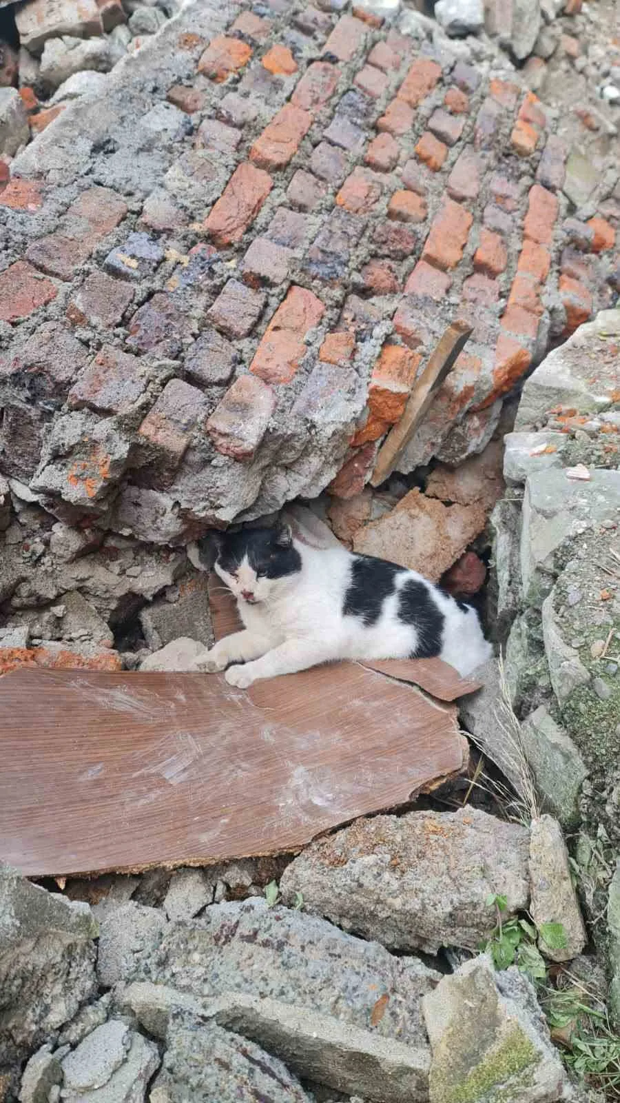 ZONGULDAK(İHA)-ZONGULDAK’TA 3 KATLI BİNANIN ENKAZINDAN 6 GÜN SONRA BİR KEDİ SAĞ OLARAK KURTARILDI.