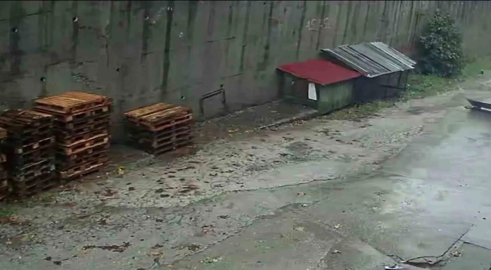 ZONGULDAK’TA GEÇEN HAFTA ETKİLİ OLAN YAĞIŞLARIN ARDINDAN BİR İSTİNAT DUVARININ ÇÖKME ANINA İLİŞKİN KAMERA GÖRÜNTÜLERİ ORTAYA ÇIKTI. KARAELMAS SANAYİ SİTESİ’NDE PARK HALİNDEKİ 2 ARACIN ENKAZ ALTINDA KALDIĞI, KÖPEK KULÜBESİNDEKİ KÖPEKLERİN TELEF OLDUĞU OLAYIN GÖRÜNTÜLERİ DUVARIN YIKILDIĞI ANI GÖZLER ÖNÜNE SERDİ.